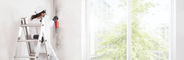 Best Environmental Consulting for Mold Prevention  in Cos Co, CT